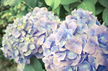 Close up of hydrangea flower in blue and violet flowers