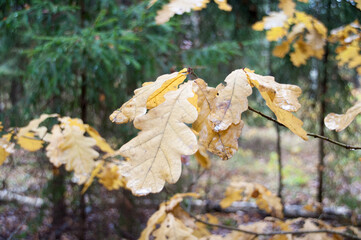 Yellow oak leaves on a branch against a background of green Christmas trees