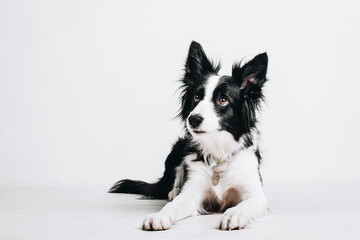 Young dog border collie lies down and looks up to the left isolated on white background. Studio portrait.