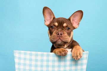 Portrait a cute french bulldog looking at the camera and hanging over a blue basket on a blue background with its paws over the edge of the basket