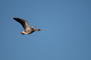 Greylag goose (anser anser) flying in evening sunlight against a blue sky