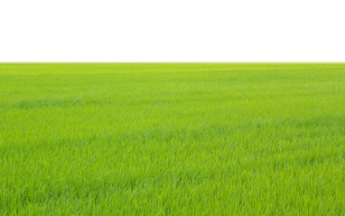Obraz na płótnie Canvas green rice field on white background