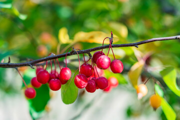 A Begonia fruit from a Begonia tree