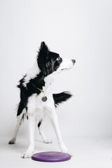 Border collie dog standing with a frisbee. Domestic pet in a studio. Isolated on white background, vertical.