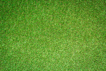 Fototapeta premium green grass texture for background
