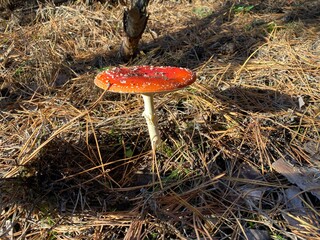 mushrooms in the forest in autumn