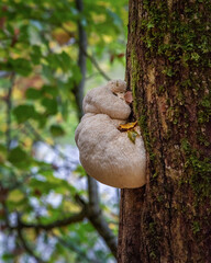 Igelbartpilz