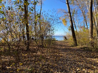 tree on the shore. river bank