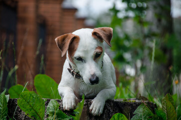 a white dog with red ears sits on a wooden stump near a brown fence in the grass