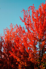 red autumn leaves