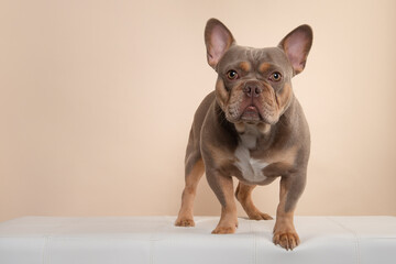 Pretty  french bulldog dog  standing on a cream colored background looking at the camera
