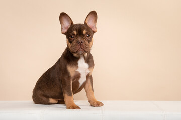 Adorable sitting french bulldog puppy seen from the side looking at the camera on a cream colored...