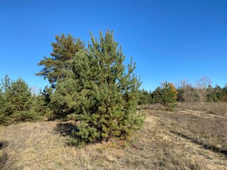 Fototapeta na wymiar pine tree in the field. pine tree tree plantation. new year tree