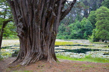 Huge tree with weathered bark near the lake in Valdivia, Chile