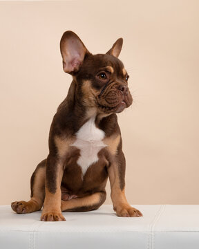 Adorable sitting french bulldog puppy looking away on a cream colored background in a vertical image