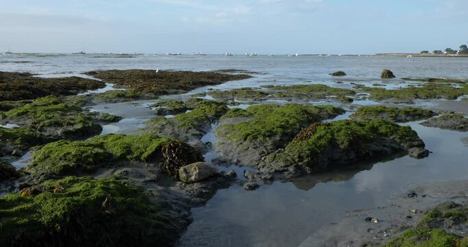 Damgan, Morbihan department, Brittany, France. Green lettuce covering rocks during the low tide.
