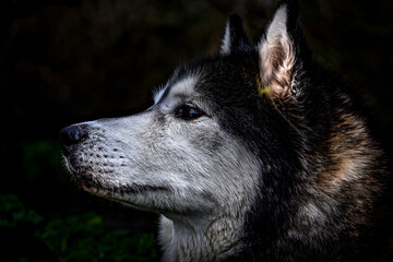 Close up of Siberian husky dog 