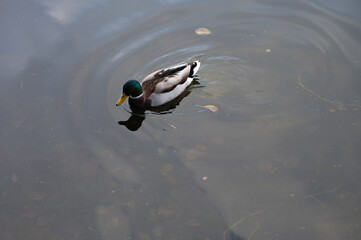 duck in the water