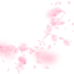 Sakura petals falling down. Romantic pink flowers 