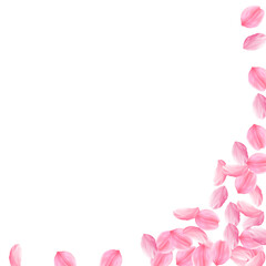 Sakura petals falling down. Romantic pink bright b