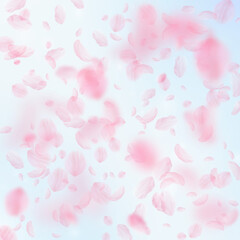 Sakura petals falling down. Romantic pink flowers 