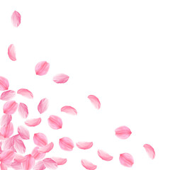 Sakura petals falling down. Romantic pink bright b