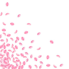 Sakura petals falling down. Romantic pink bright m