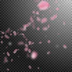 Sakura petals falling down. Romantic pink flowers 