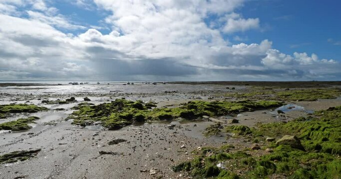 Damgan, Morbihan department, Brittany, France. Green lettuce covering rocks during the low tide.