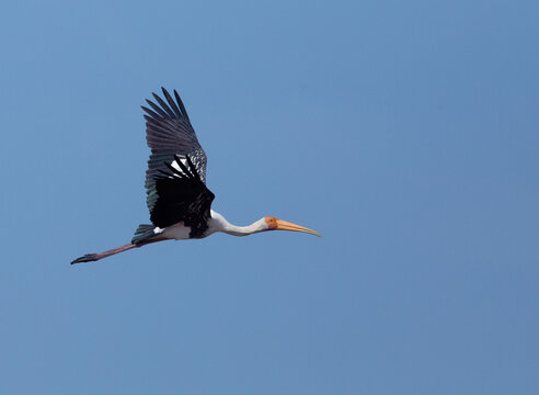 Painted Stork.  This is a rare residentspecie of Thailand which could be found at mangrove forest, river or lake all over the country.  