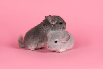 Two cute gray baby chinchillas together on a pink background