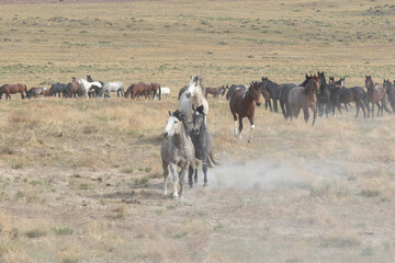 Wild Horses in Spring in the Utah desert