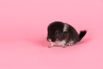 Cute black baby chinchilla together on a pink background seen from the front