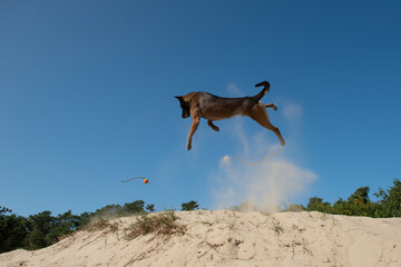 Spectacular jumping belgian shepherd catching its toy in sand dunes on a sunny day with clear sky seen from the side