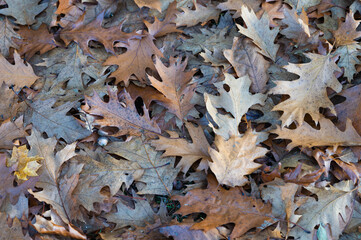 fallen autumn leaves