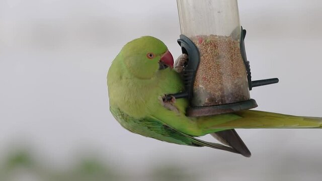 green parrot parakeet eating from the garden grain feeder video footage