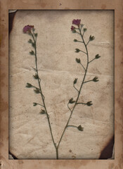 Old vintage paper with scratches and stains texture and dry plant