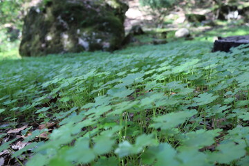 Campo de tréboles