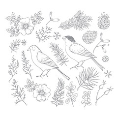 Set of Christmas birds and floral illustrations. Bullfinch and golden finch with flowers, leaves and fir and pinte tree branches and cones. Rose bloom, hips engravings. Isolated vector illustration.