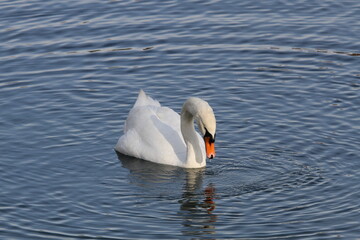 Naklejka premium funny swans in a swan lake Tschaikowski 