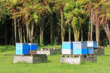 Beehives on the edge of the forest. Photographed in New Zealand