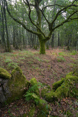 A mossy oak in a clearing behind a stone wall