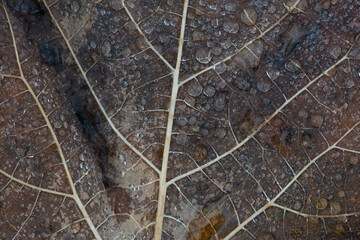 Wet autumn leaves with water drops. Autumn background.