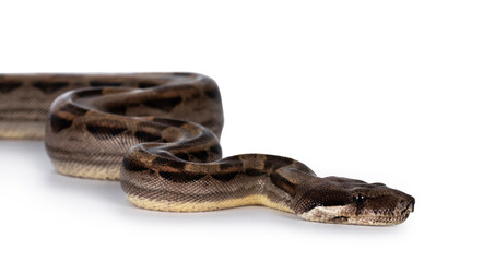 Head shot  of beautiful brown Boa constrictor aka Boa imperator snake, isolated on white background.