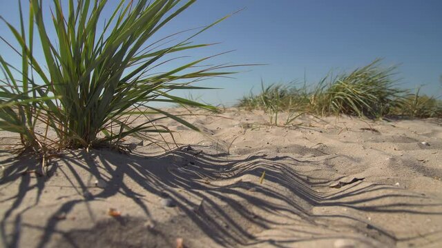 Plant carex with long green leafes on the sand at seaside area