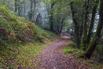 Agricultural road runs through a misty forest