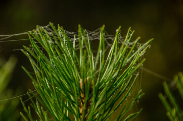 drawings of cobwebs in the morning dew on the needles of coniferous trees