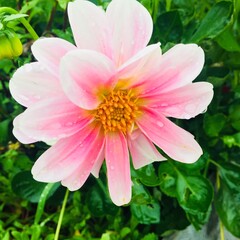 Fototapeta premium pink lotus flower