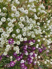 Purple and white flowers in the garden