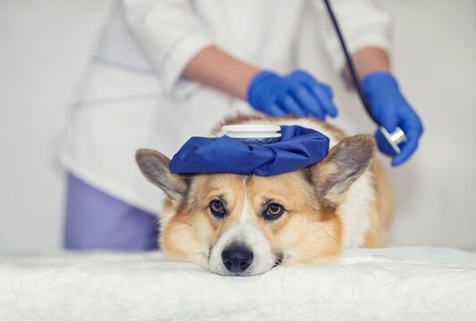 sad sick dog Corgi with a hot water bottle on his head lies on the table at the reception of the veterinarian in the clinic